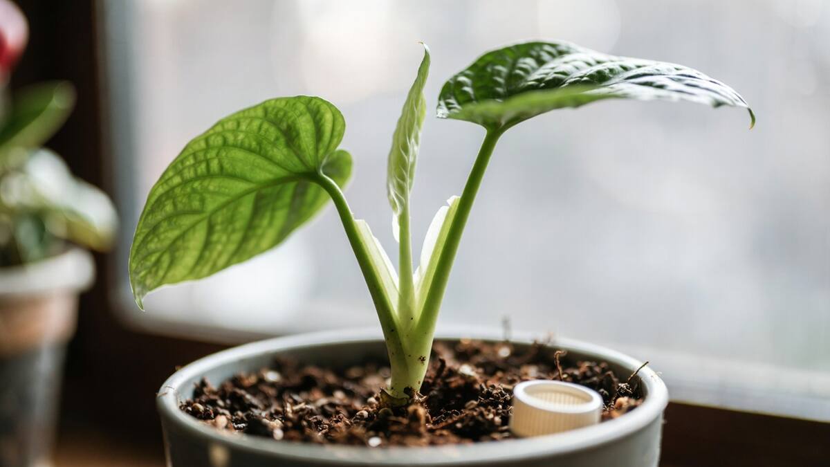 Colocar una tapita de agua al lado del tallo de las plantas: por qué lo recomiendan y para qué sirve