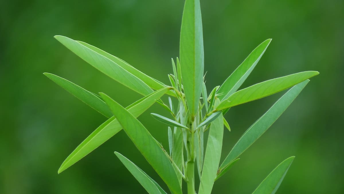 Planta bailarina