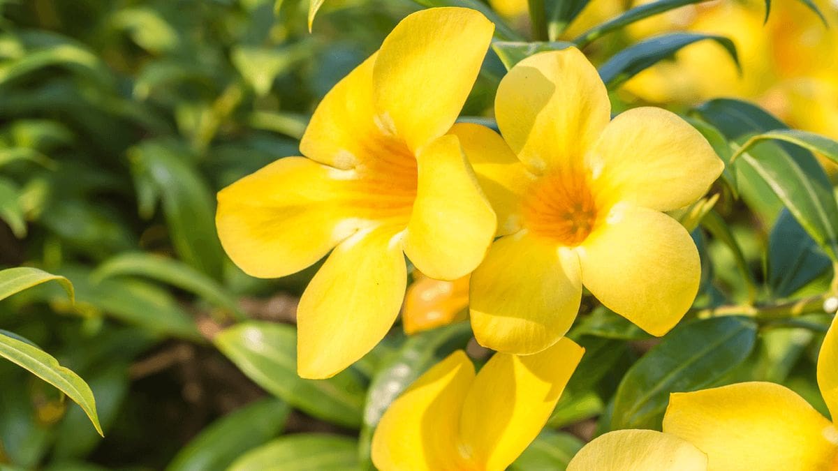 La Copa de Oro se destaca por sus flores amarillas en forma de trompeta y su capacidad para trepar sobre pérgolas, cercos y muros