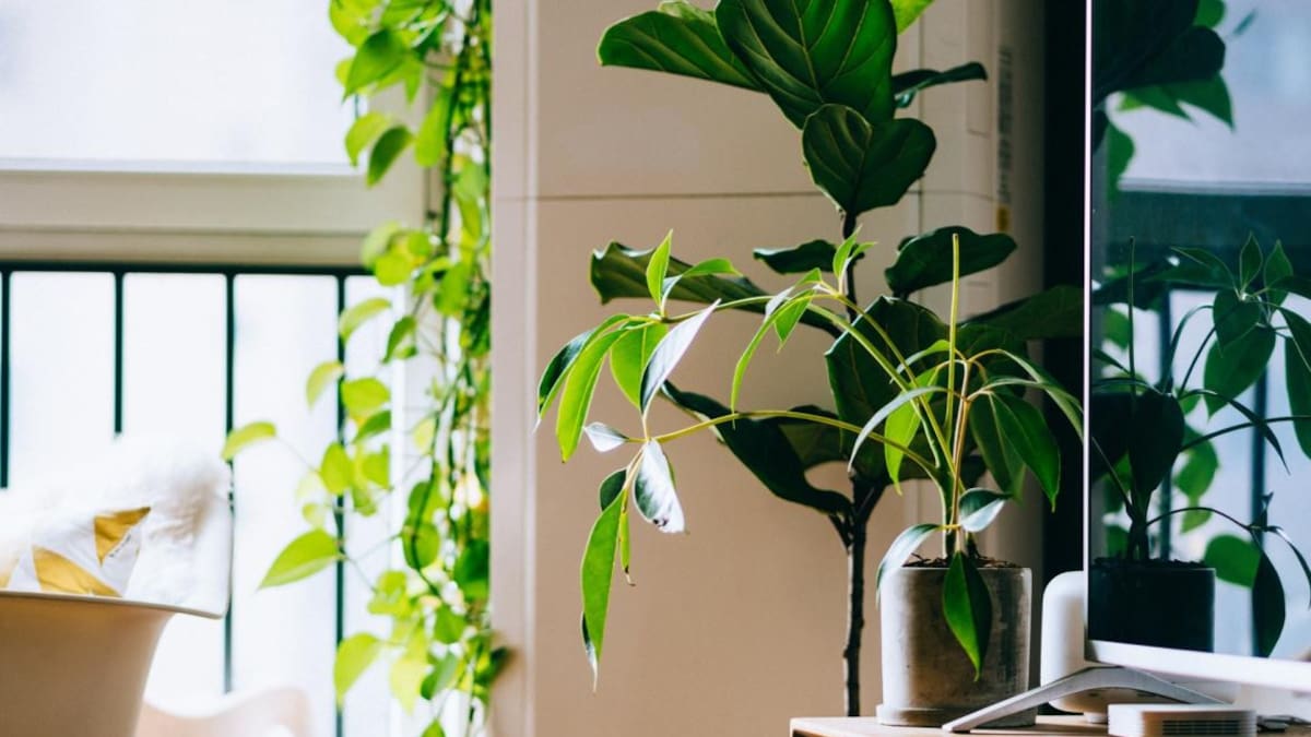 Planta de interior_Unsplash