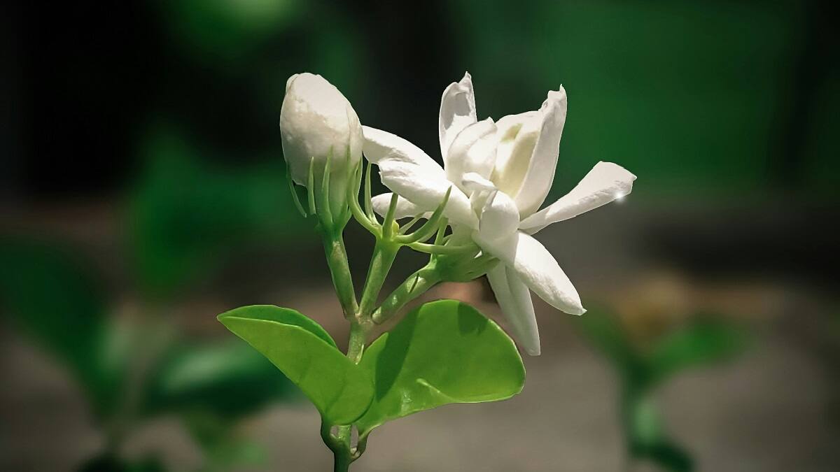 Planta de jazmín.