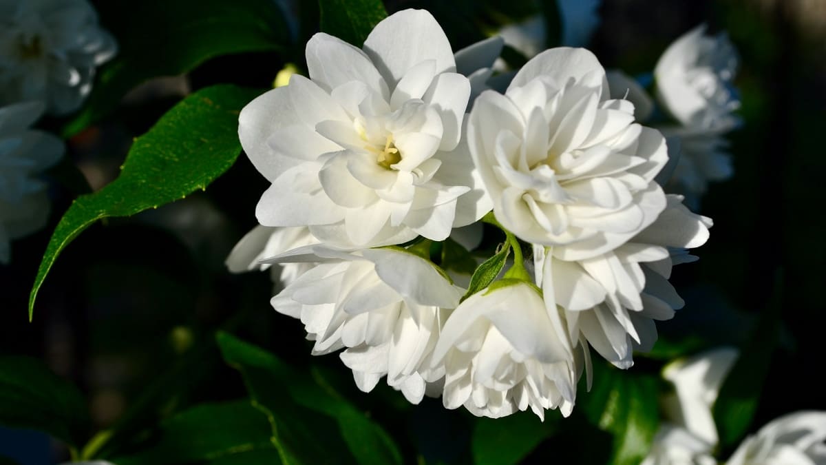 Planta de jazmín.