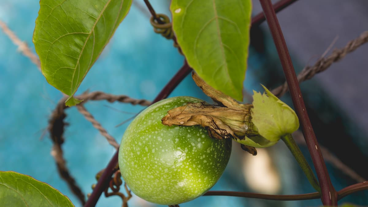 Planta de maracuyá
