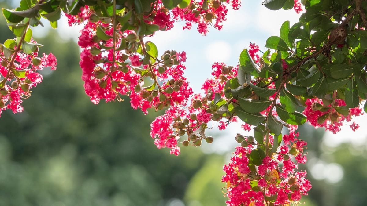 Guía rápida para cuidar un Crespón, el árbol de flores coloridas que embellece las calles de Buenos Aires