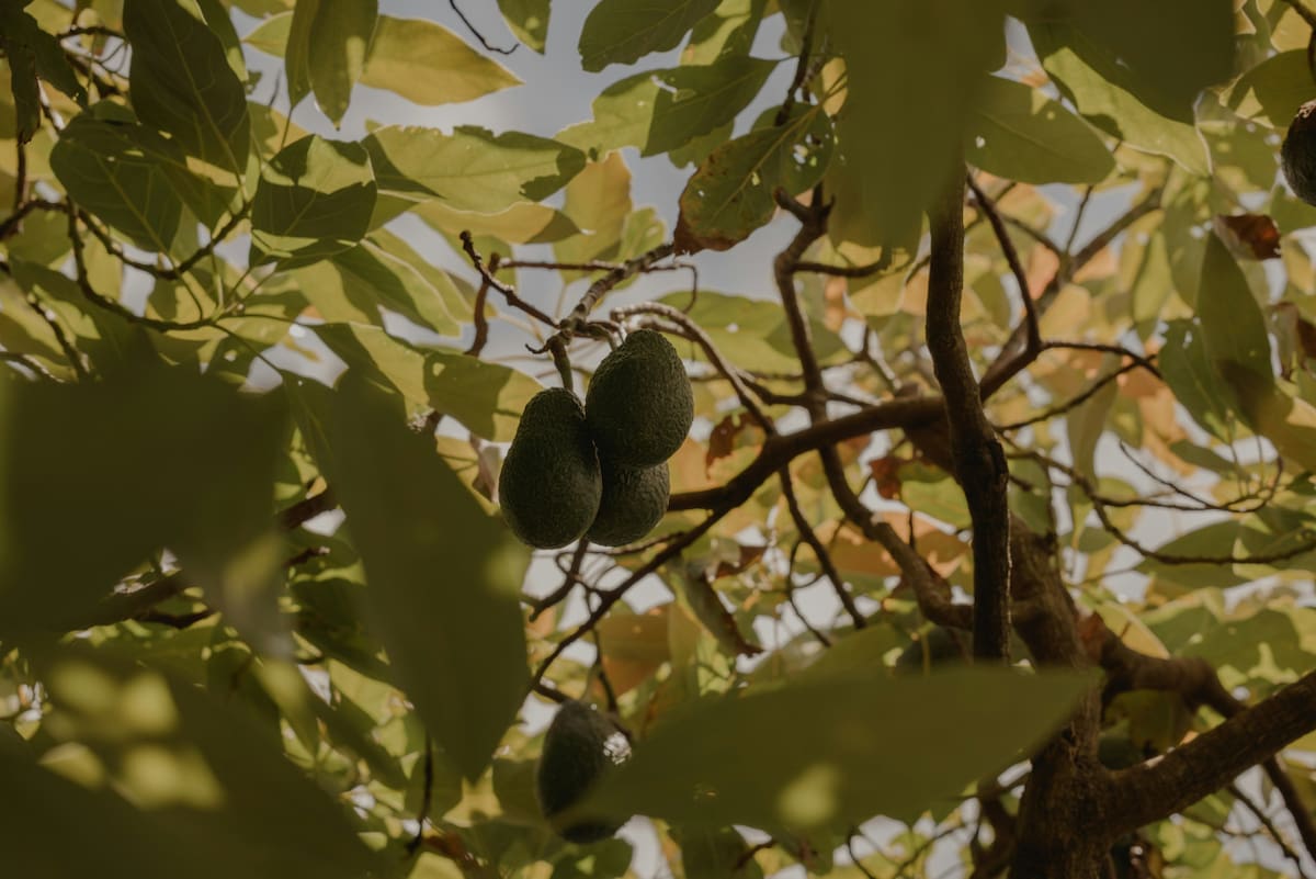 Planta de palta. Fuente: Unsplash