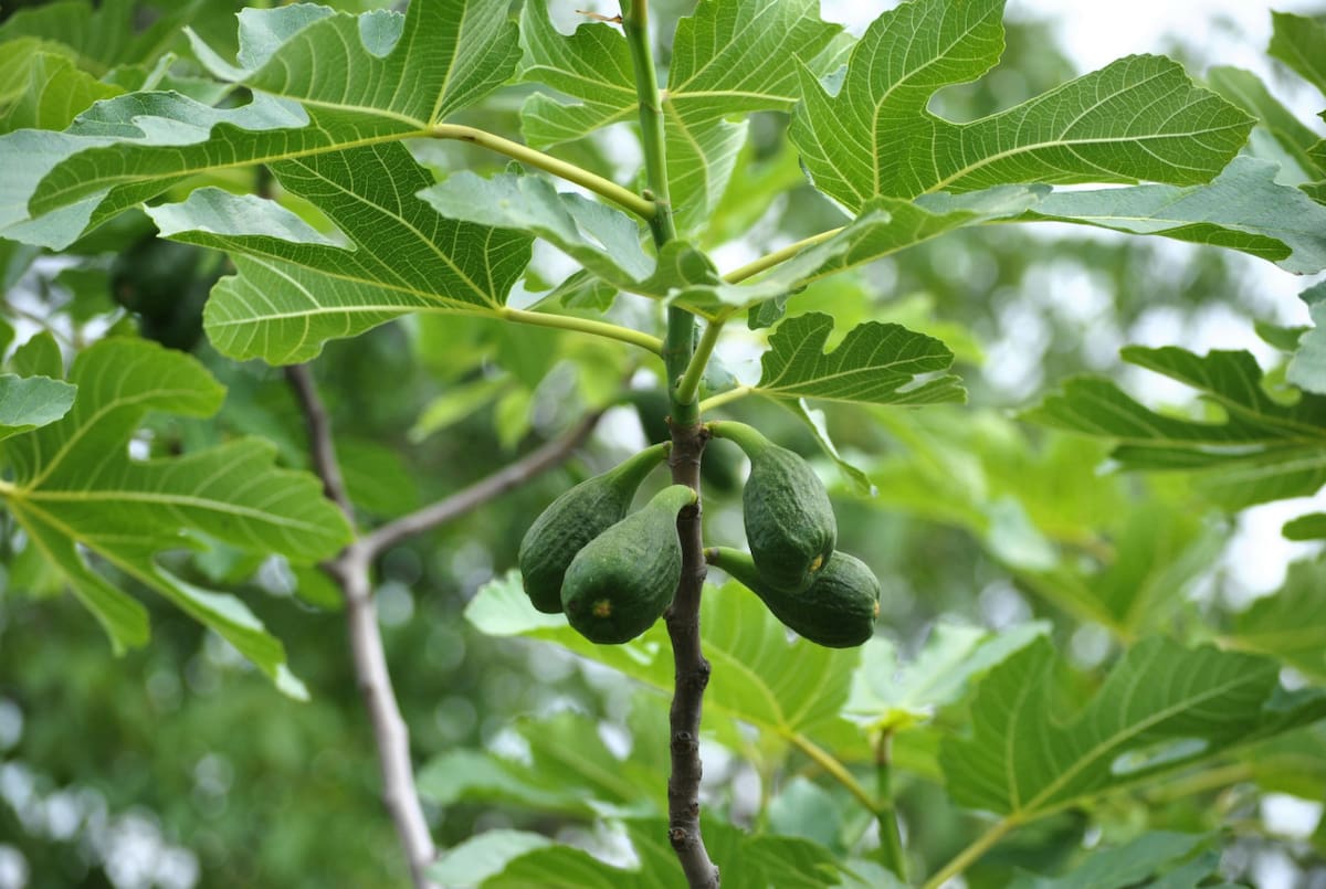 Planta de palta. Fuente: Unsplash