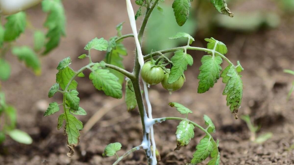 Planta de tomate regada con leche