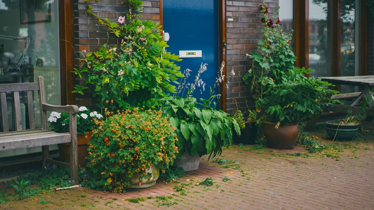 La planta que todos deberían tener en casa. Foto Freepik