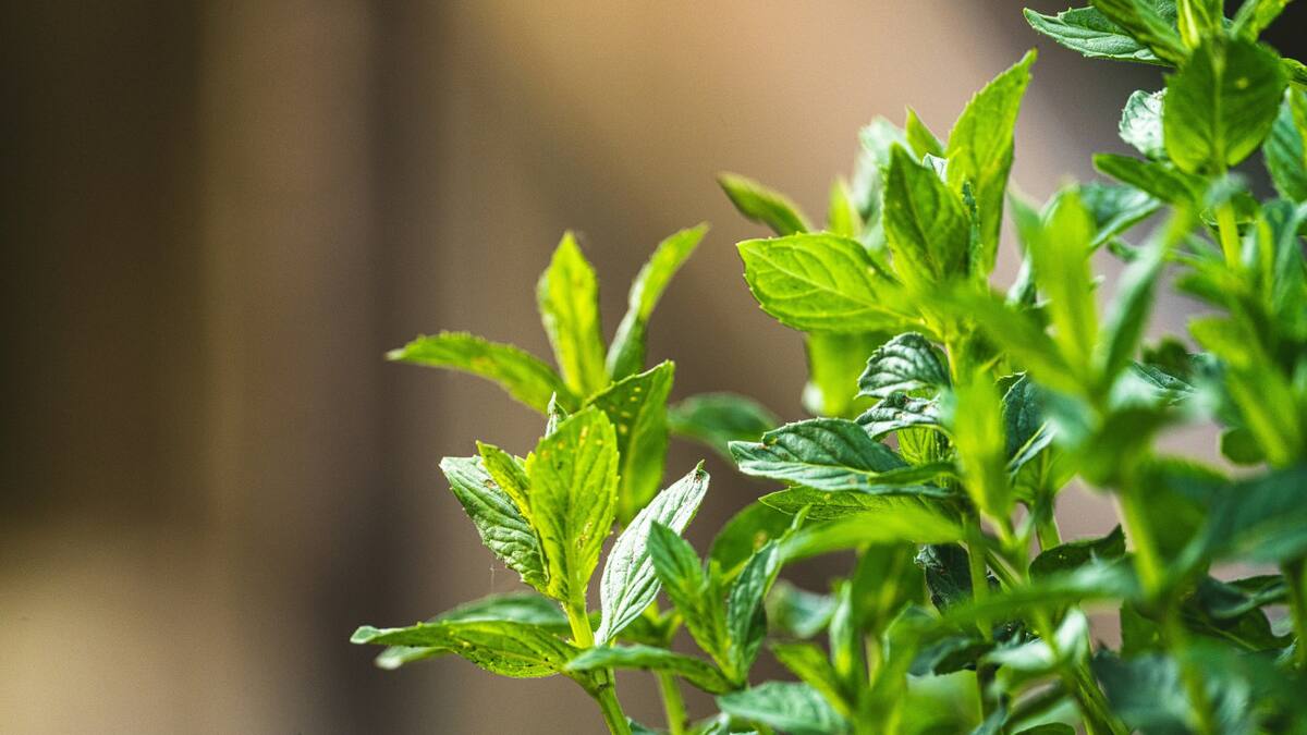 La planta que espanta a las ratas. Foto Unsplash.