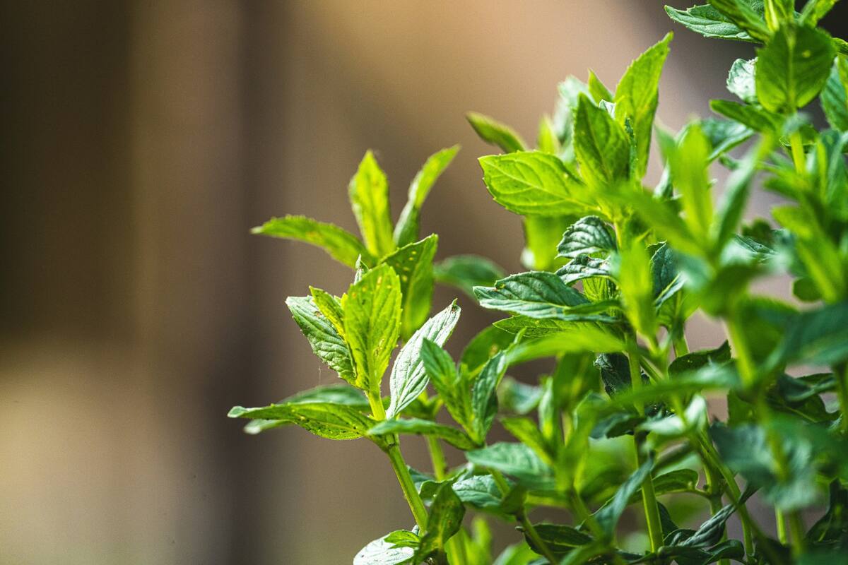 Planta, menta, hogar. Foto Unsplash.