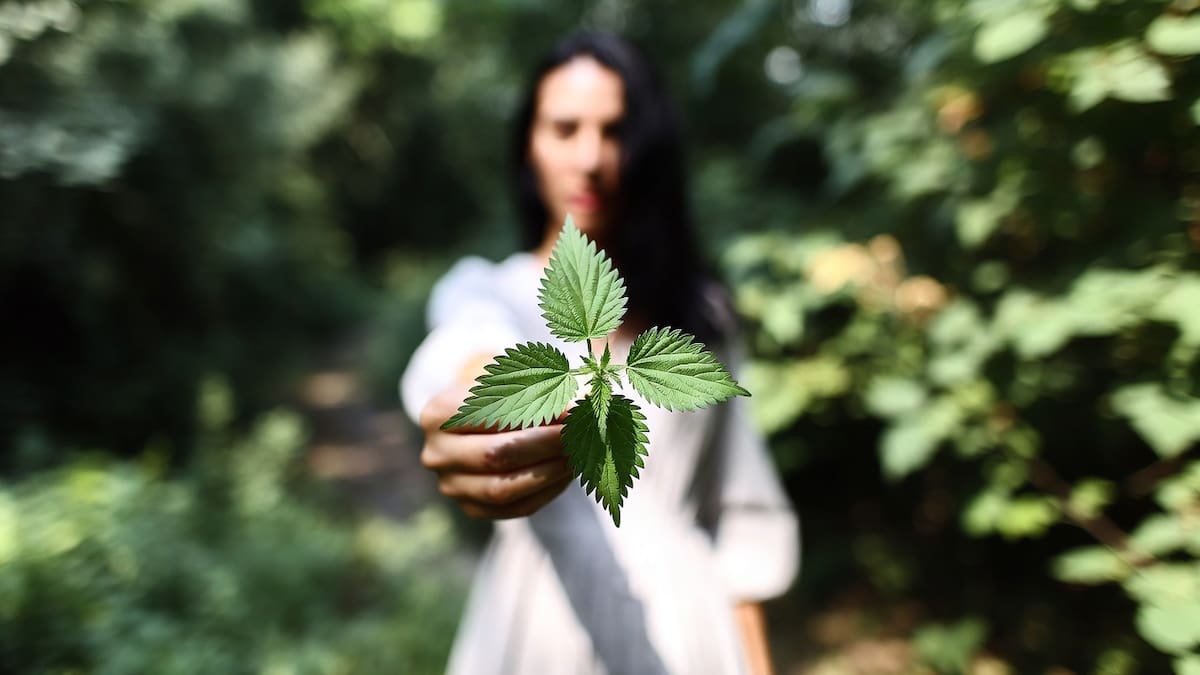 No es una maleza: la planta que regula la presión arterial y reduce la inflamación.