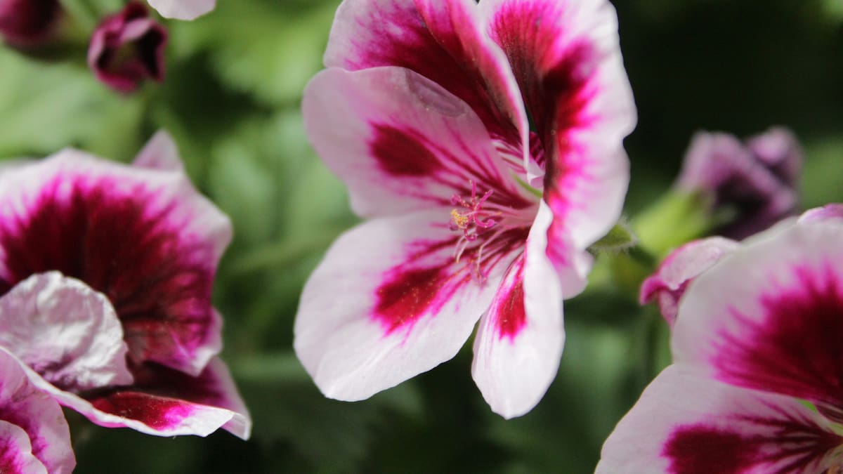 Planta pelargonio, jardinería.