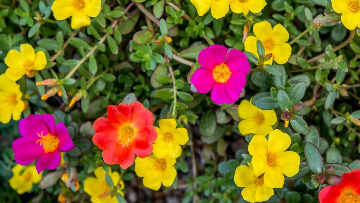 Planta portulaca.
