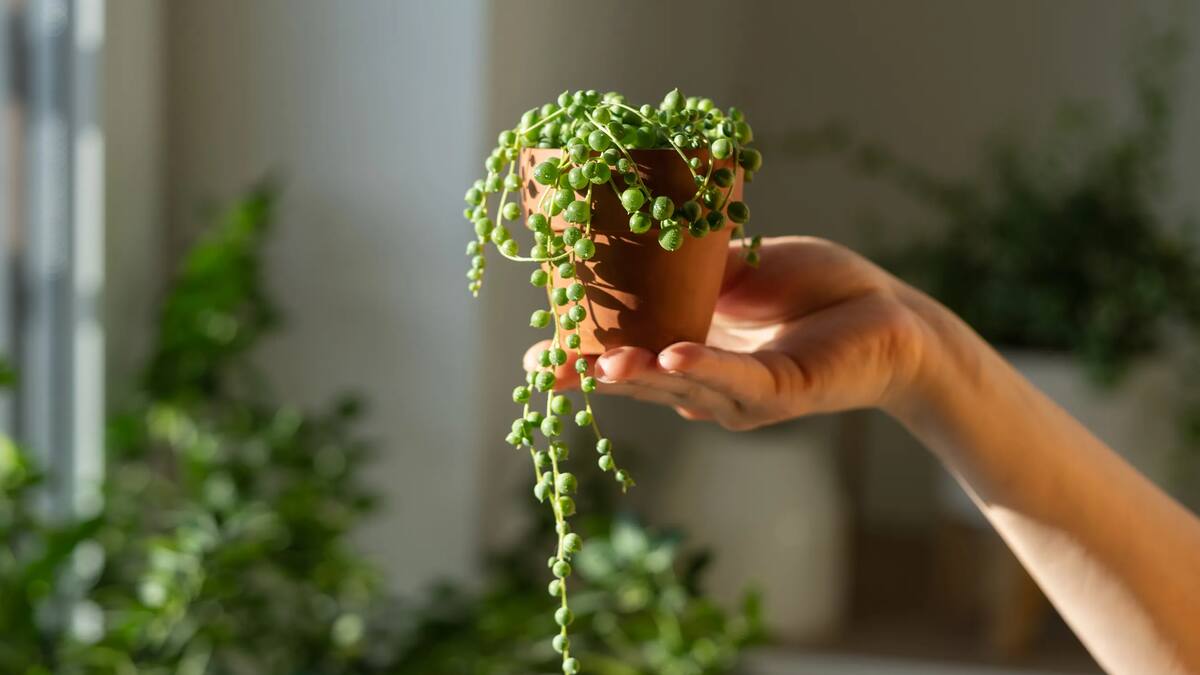 Olvidate del riego: la planta colgante ideal para departamentos pequeños que sobrevive semanas sin agua