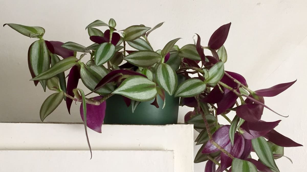me harias un pie de foto
La tradescantia se destaca por sus hojas violetas y sus tallos colgantes, ideales para decorar repisas y estantes con un toque natural.