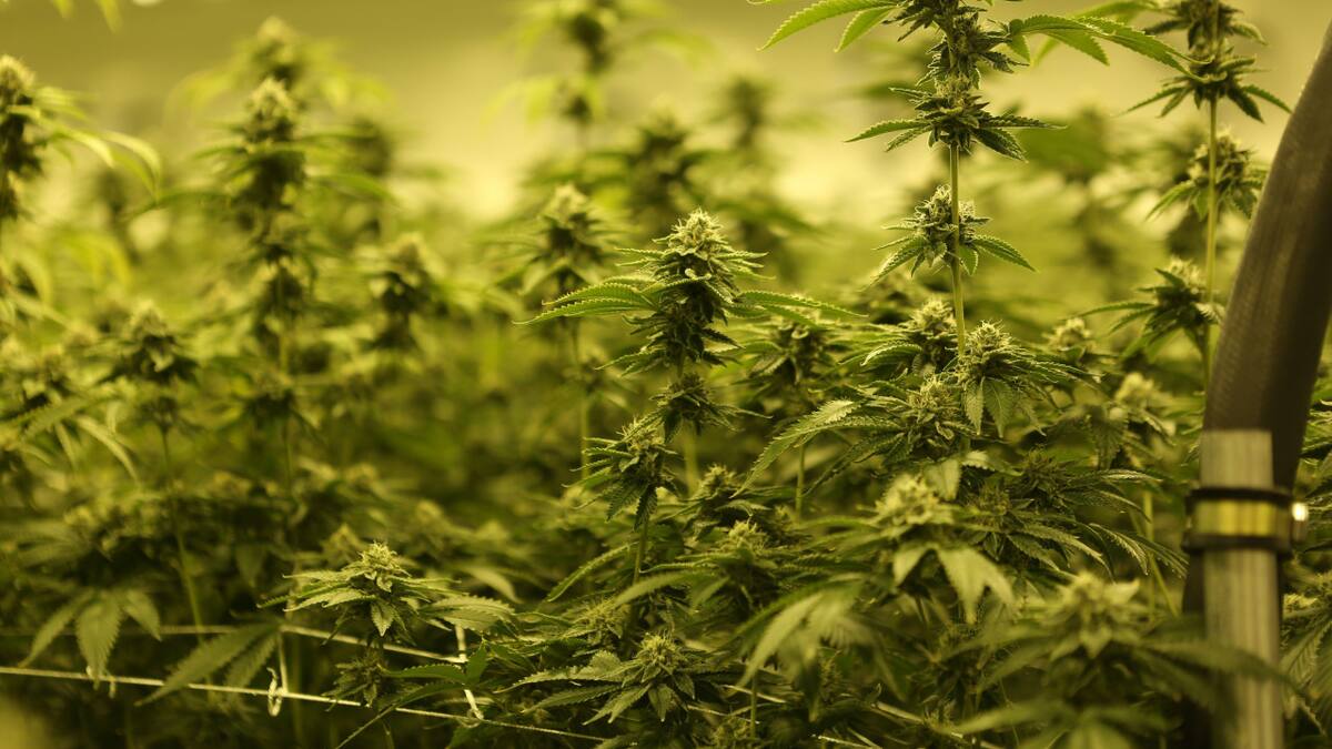 Los riesgos detrás del consumo de marihuana: efectos y consecuencias de esta droga