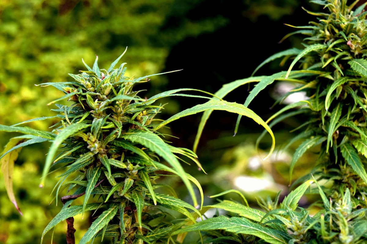 Plantación de marihuana. Foto: Unsplash