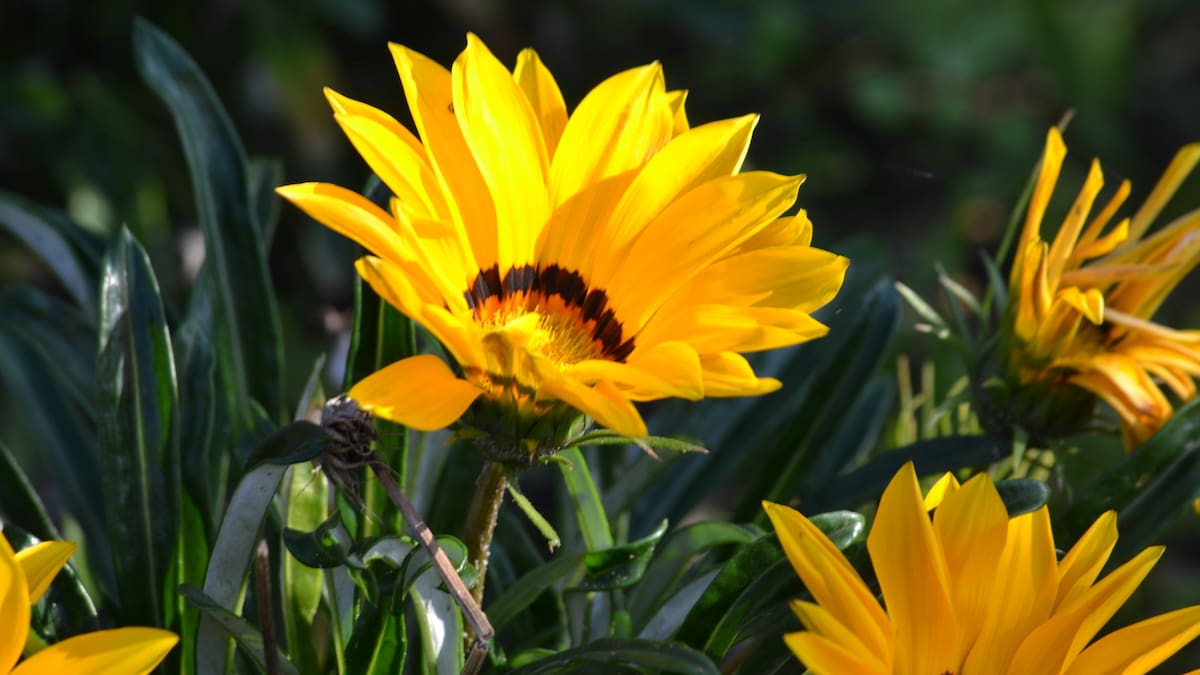 La planta de flores amarillas que se cultiva en macetas y es ideal para el 21 de septiembre