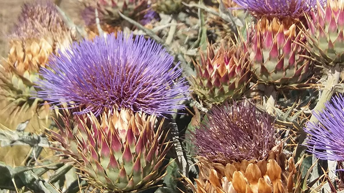 Cardo, planta