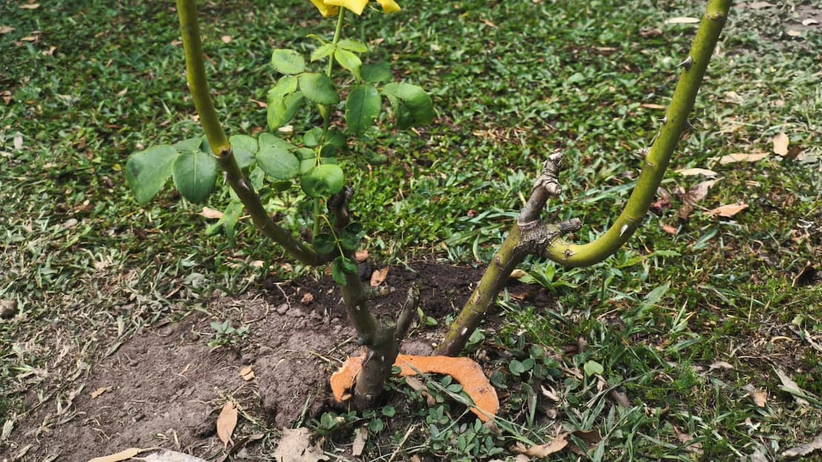 Un truco casero para potenciar tu rosal: cómo utilizar las cáscaras de naranjas para tener unas rosas sanas y bellas en el jardín