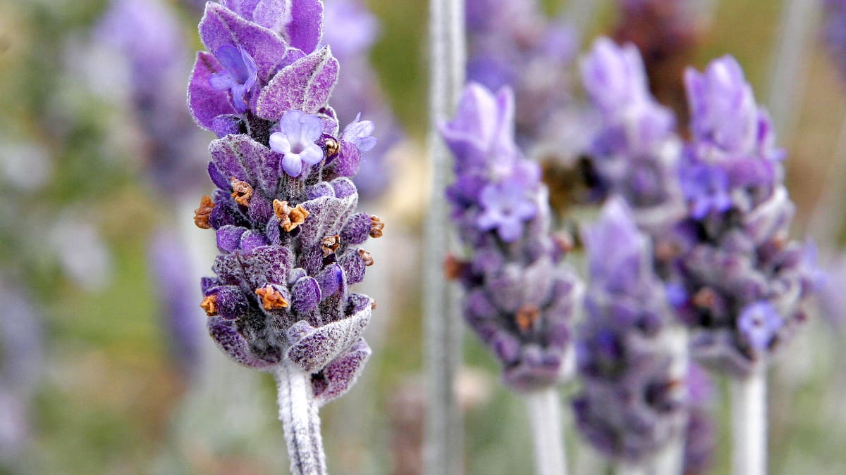 Cómo cultivar la Lavanda espliego en casa: guía sencilla para cuidar la planta aromática y frondosa que perfuma tu jardín