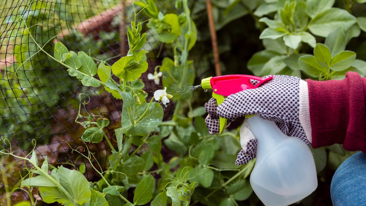 Remedios caseros para tus plantas