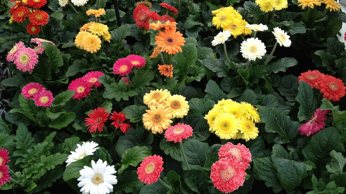 Da flores de varios colores, se cultiva en maceta y dura todo el año: la planta ideal para regalar el Día de la Madre