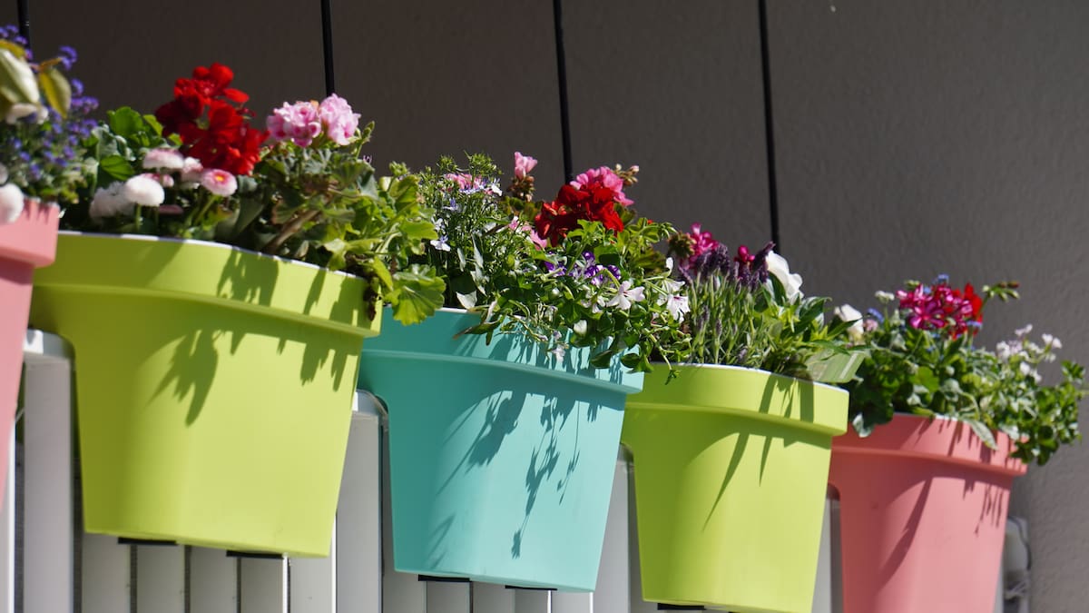 Por qué las plantas de interior a veces mueren aunque las riegues: estos son los errores más comunes