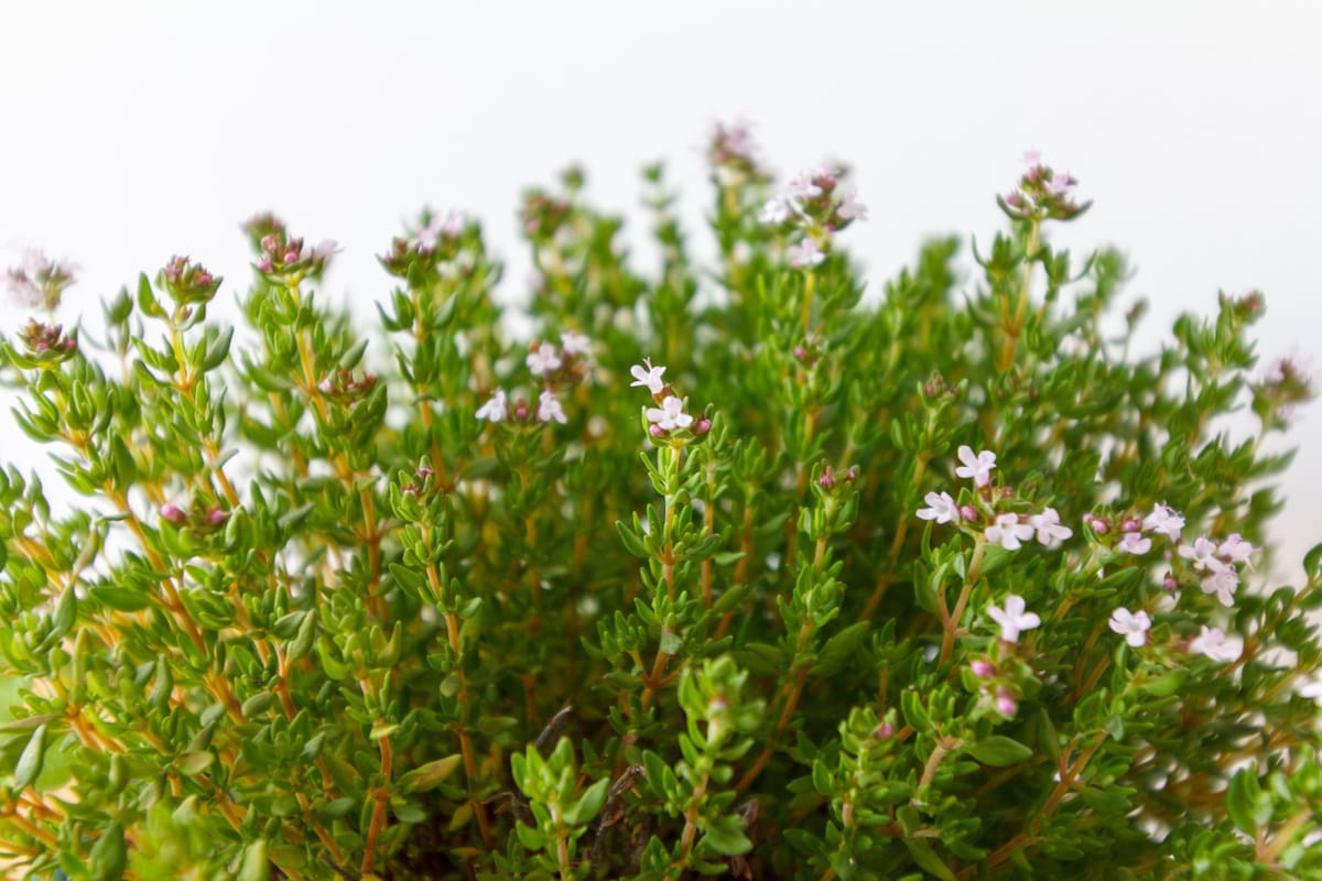 Plantas aromáticas. Foto: Unsplash.