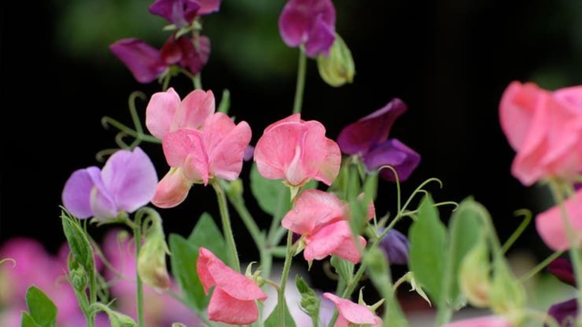Arvejilla, la planta trepadora de flores violetas que resiste las heladas y se puede cultivar en macetas
