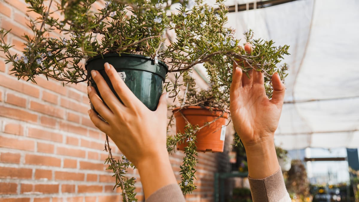 Plantas en balcones.