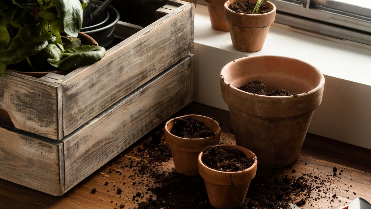Resistentes, decorativas y fáciles de cuidar: tres plantas ideales para decorar tu casa en otoño