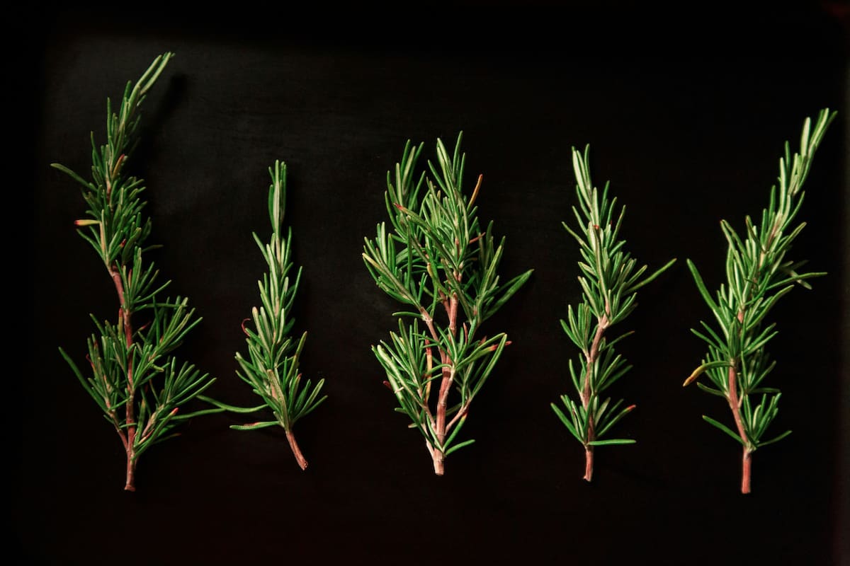 Plantas, condimentos, romero. Foto: Unsplash.