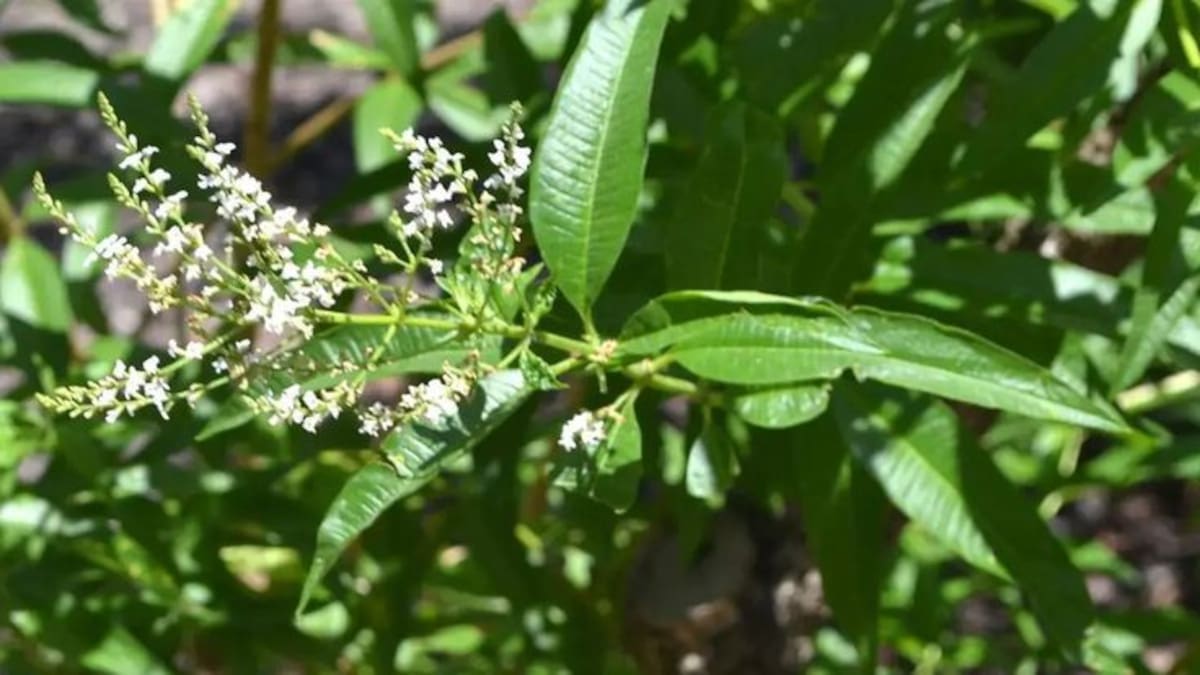 Los jardineros la recomiendan: la planta que anticipa la lluvia, tiene aroma alimonado y produce ramilletes con hermosas espigas florales