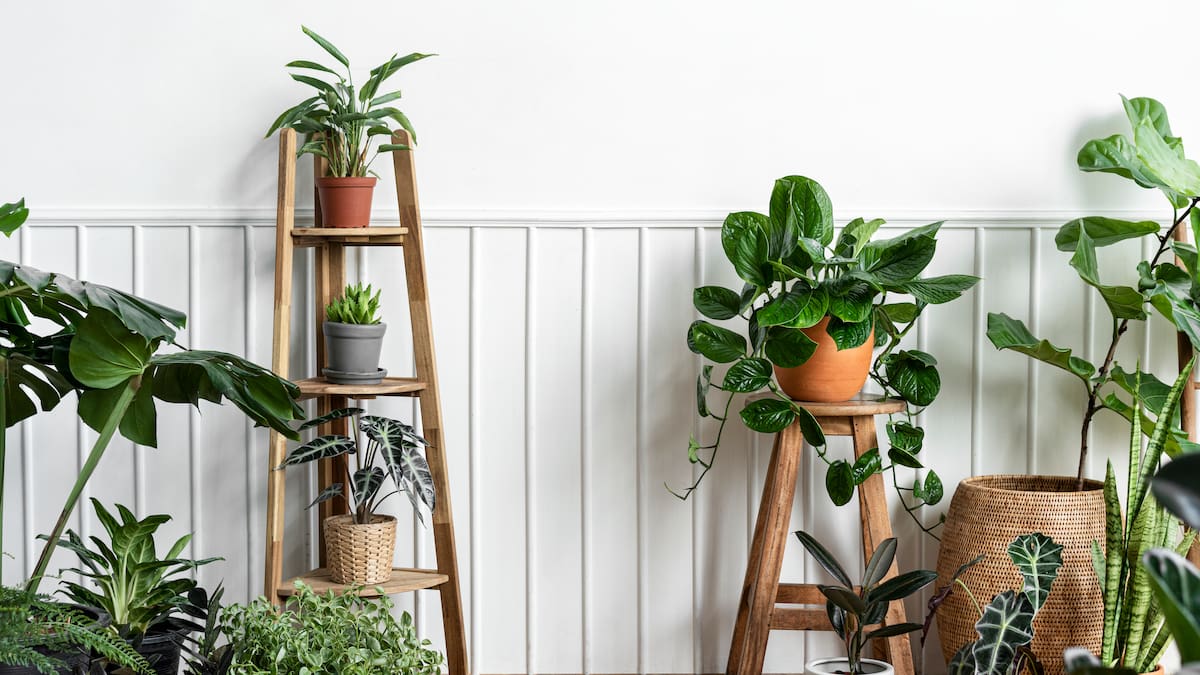 ¿Tus plantas no prosperan? Cuáles son los errores más comunes y cómo solucionarlos