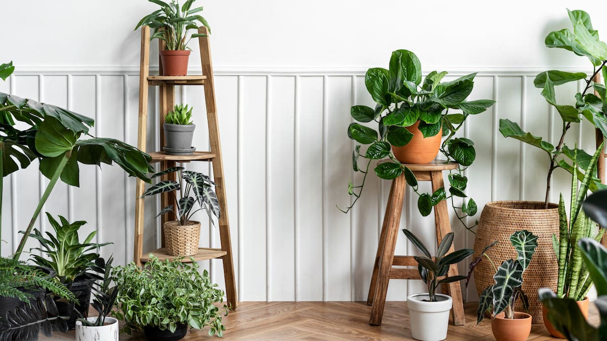 Reducen el estrés: las mejores plantas de interior para decorar una oficina de trabajo