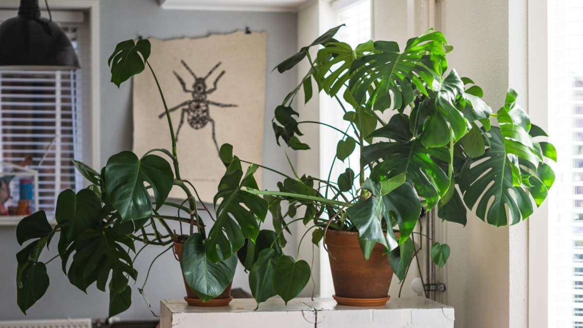 Plantas de interior. Foto: Unsplash.