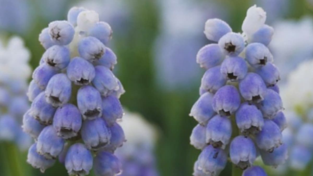Las flores azules favoritas de la primavera: la guía rápida y definitiva para plantar y cuidar las plantas de muscari