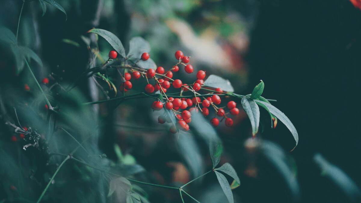 Plantas de navidad