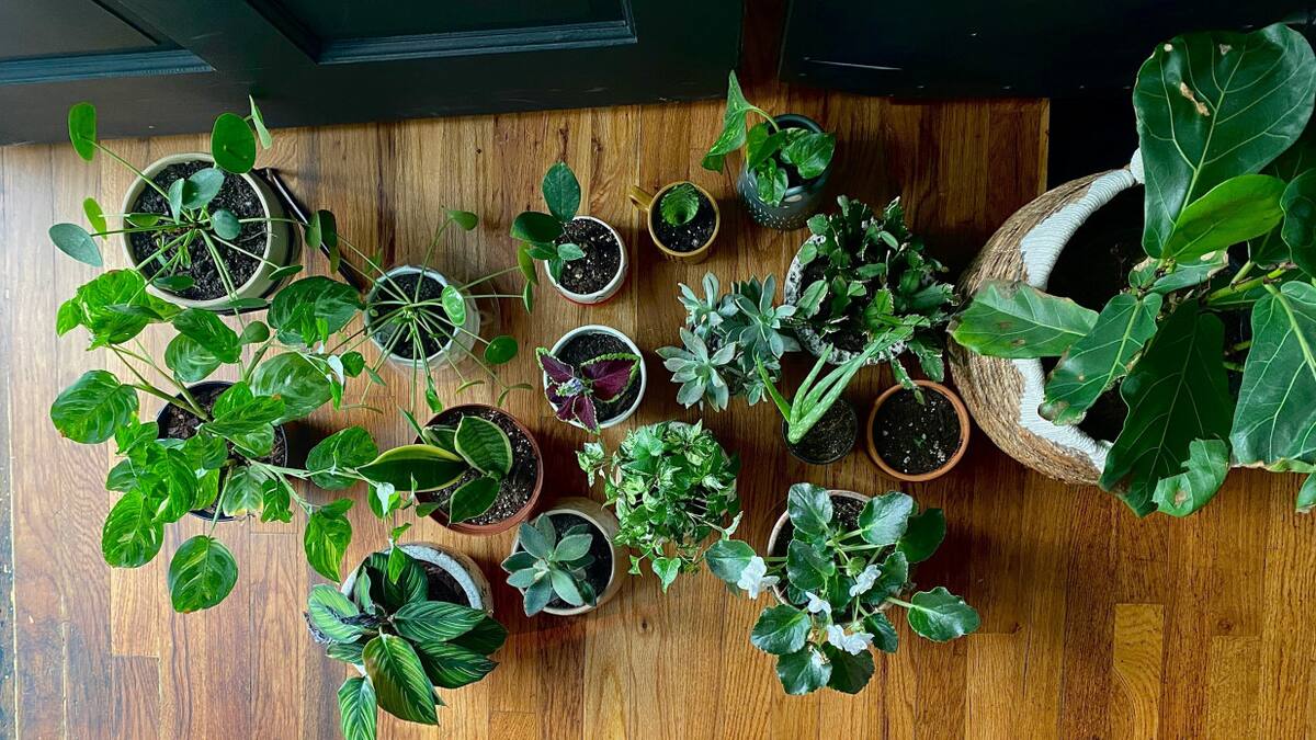 Plantas. Foto: Unsplash.