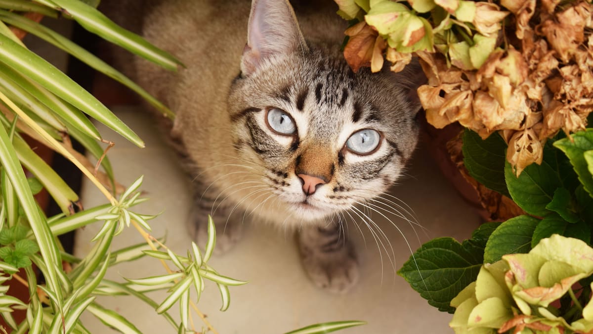 Mascotas y plantas: cuáles son las 5 especiales aptas para hogares con gatos