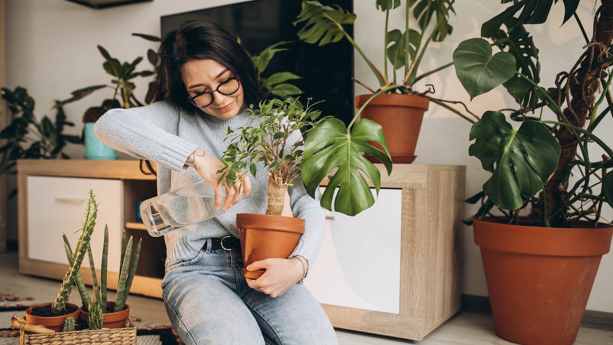 Decoración natural: cuáles son las mejores plantas para poner en bibliotecas y estantes
