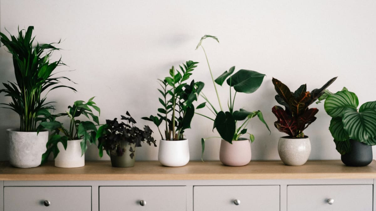 Plantas, hogar. Fuente: Unsplash