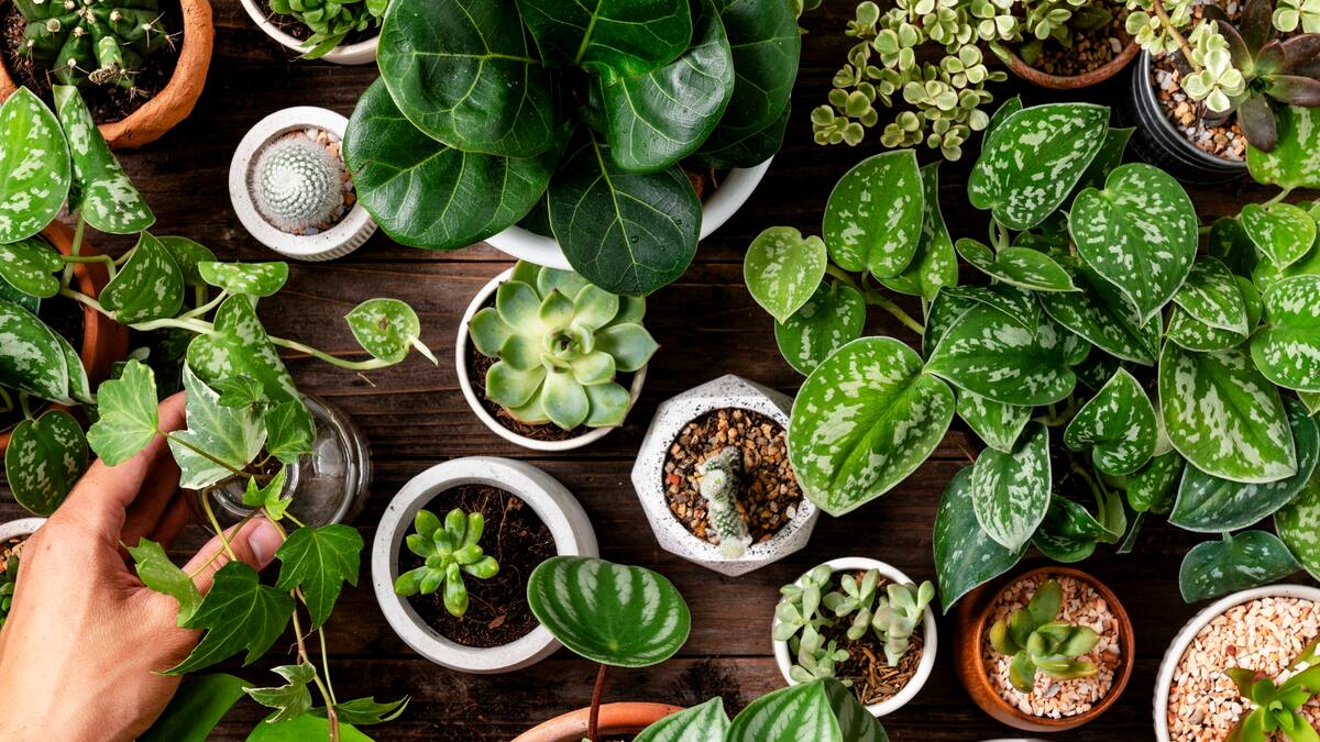 Hay plantas de interior que ayudan a solucionar los problemas de humedad.