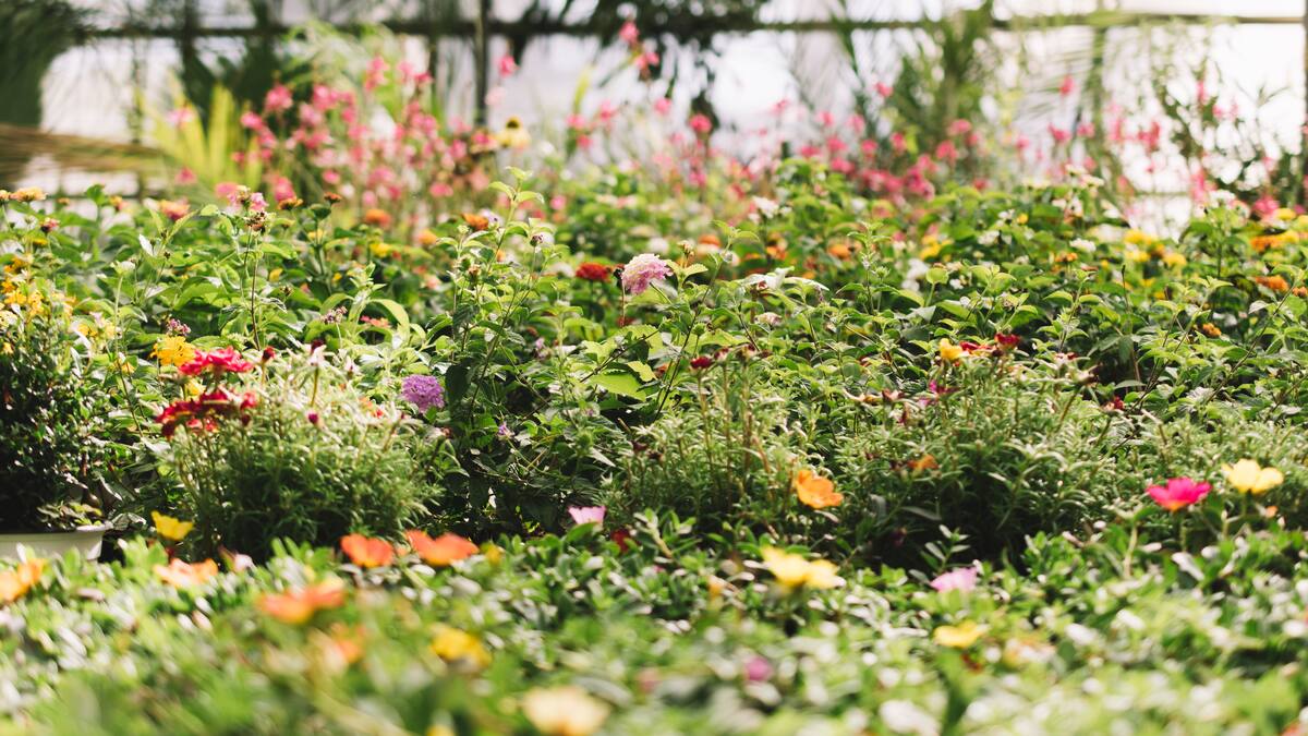 Plantas, jardín.