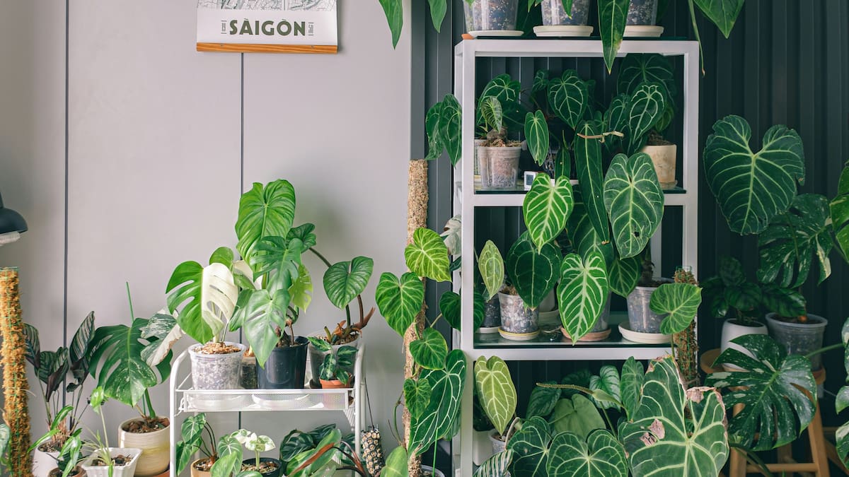 Plantas XL para el living: las mejores opciones para que tu hogar parezca más grande