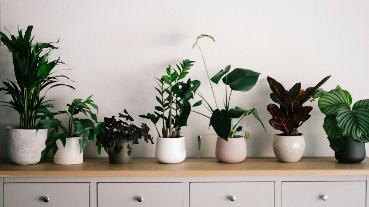 Plantas, naturaleza, decoración. Foto: Unsplash