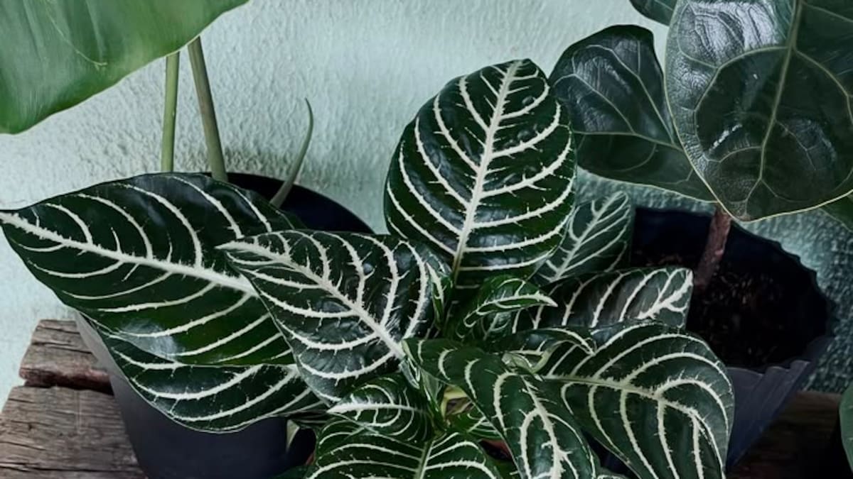 Dónde poner la planta cebra según el Feng Shui