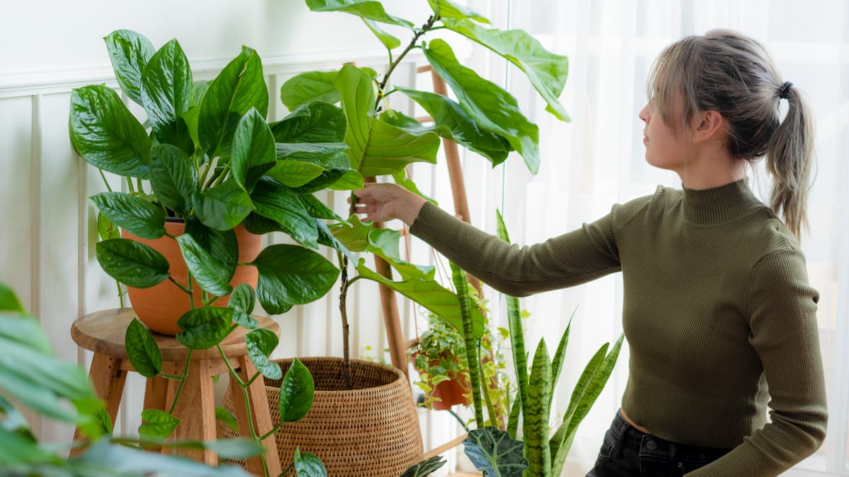 Un descanso reparador: las sorprendentes ventajas de tener plantas de interior en tu dormitorio