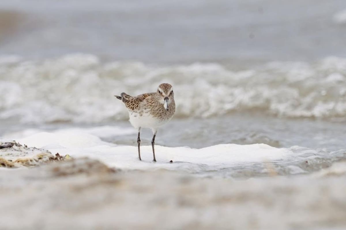 Playa Arroyo Marea, en Chubut. Foto: Instagram / proyectopatagoniaazul.